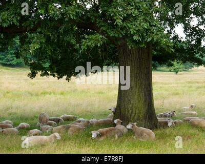 Pecore prendendo un riparo dal sole all'ombra di un albero Foto Stock