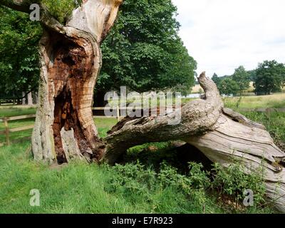 Il vecchio albero che è stata colpita da un fulmine Foto Stock