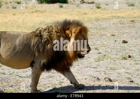 Il Regal lion dell'Africa di top & più temuto predatore apex, bell'esempio di un enorme muscolare maned grande leone africano Foto Stock