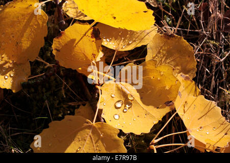 Giallo foglie di pioppi neri americani con rugiada di mattina vicino Engenhahn nei monti Taunus, Hesse, Germania Foto Stock