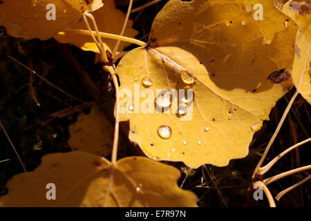 Giallo foglie di pioppi neri americani con rugiada di mattina vicino Engenhahn nei monti Taunus, Hesse, Germania Foto Stock