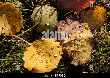 Giallo foglie di pioppi neri americani con rugiada di mattina vicino Engenhahn nei monti Taunus, Hesse, Germania Foto Stock