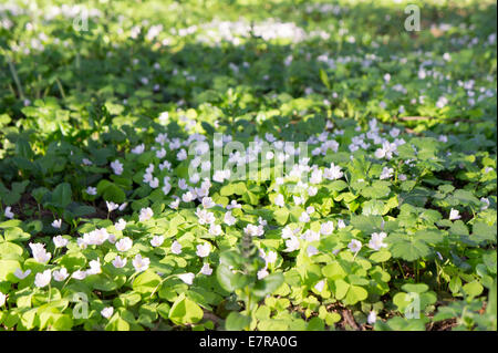 Tappeto di legno comune acetosella (Oxalis acetosella) fioritura in ombra ad albero Foto Stock