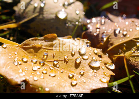 Giallo foglie di pioppi neri americani con rugiada di mattina vicino Engenhahn nei monti Taunus, Hesse, Germania Foto Stock