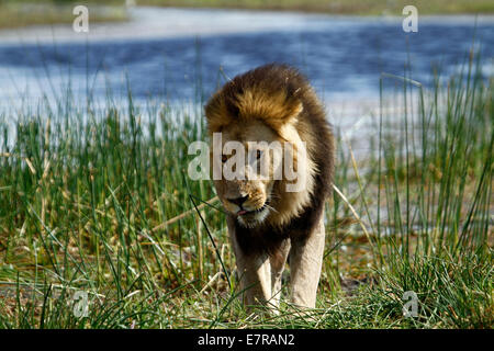 Il Regal leone maschio dell'Africa di top & più temuto predatore apex. Big Black lion maned camminando attraverso le lamelle di Okavango Delta Foto Stock