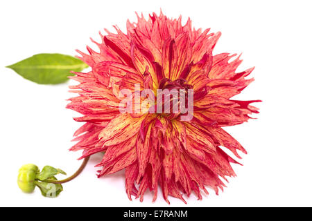 Un lussuoso giardino Dahlia Fiore isolato su bianco. Foto Stock