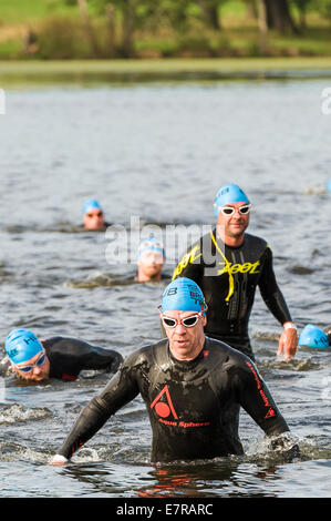 Triatleta è venuta fuori la fase di nuotare all'Brownlee Tri Nord evento al Harewood House Sept xxi 2014 Foto Stock