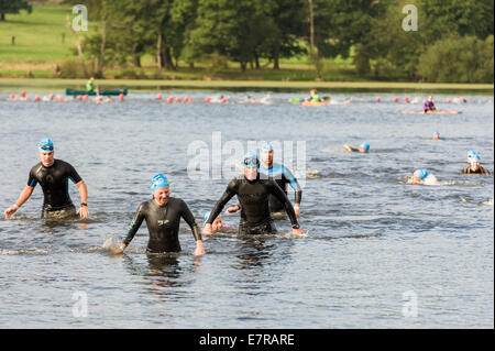 Triatleta è venuta fuori la fase di nuotare all'Brownlee Tri Nord evento al Harewood House Sept xxi 2014 Foto Stock