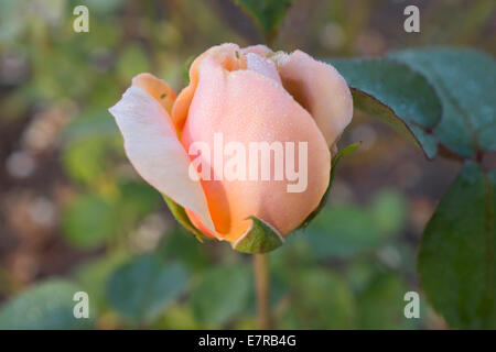 Settembre 2014 Greenwich Park Rose Garden: Peach colore rosa (dolce Giulietta) con goccioline di acqua Foto Stock