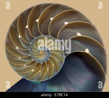 Coperture del Nautilus Foto Stock