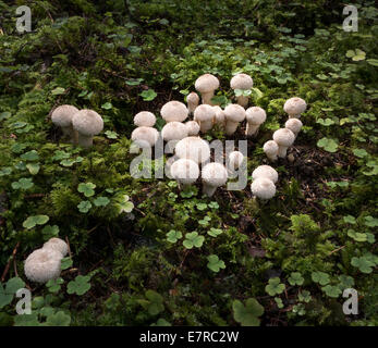 Gruppo di comune puffballs - lycoperdon perlatum Foto Stock