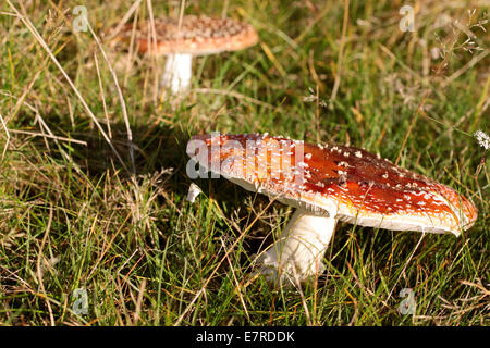 Fly agaric sul prato vicino Engenhahn nei monti Taunus, Hesse, Germania Foto Stock