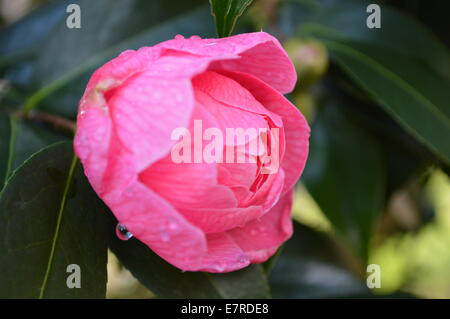 Rosa unico aperto parzialmente Camellia coperto di rugiada di mattina Foto Stock