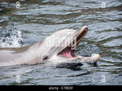 I Delfini, genere Tursiops, sono i più comuni e ben note ai membri della famiglia Delphinidae, la famiglia di oce Foto Stock