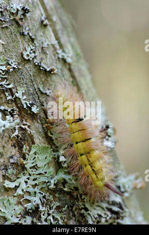 Pale Tussock (Calliteara pudibunda) è una falena della famiglia Lymantriidae. Si trova in Europa e l'Anatolia. Foto Stock