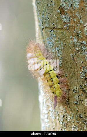 Pale Tussock (Calliteara pudibunda) è una falena della famiglia Lymantriidae. Si trova in Europa e l'Anatolia. Foto Stock