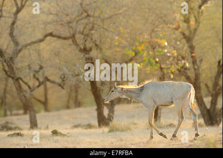 Nilgai, Boselaphus tragocamelus, Bovidae, Rathambore National Park, India Foto Stock