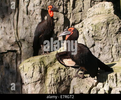 Due terra meridionale hornbills (Bucorvus leadbeateri, precedentemente B. CAFER) in posa sulle rocce a zoo Ouwehands Rhenen, Paesi Bassi Foto Stock