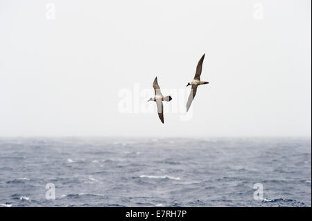 Coppia di luce-mantled fuligginosa Albatross (Phoebetria palpebrata) volando sopra sub-Oceano antartico, il Mare di Ross, Antartide. Foto Stock