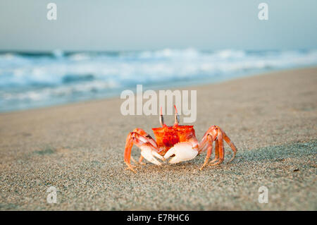 Dipinto di Granchi fantasma si eleva alto sulla spiaggia con mare tempestoso dietro Foto Stock