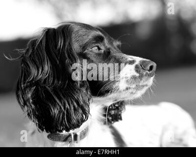 Ritratto di una Springer Spaniel cane crogiolarsi sotto la luce del sole lo sniffing la brezza Foto Stock
