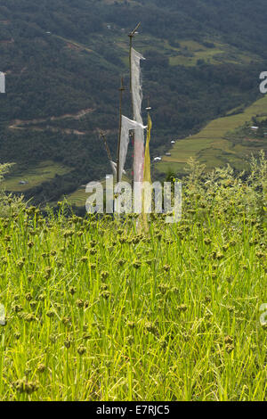 Il Bhutan orientale, Trashi Yangtse, la preghiera buddista Flag nel campo di miglio in alto sopra la città Foto Stock