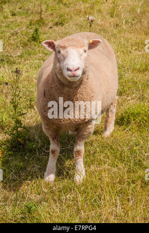 Poll Dorset pecore, Speranza Cove, South Devon, Inghilterra, Regno Unito. Foto Stock