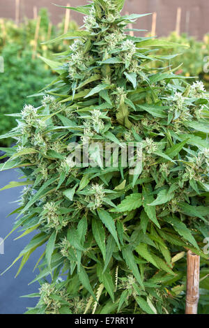 La cannabis "Harlequin' hybrid pianta flowering. Foto Stock