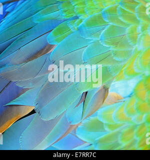 Piume colorate, Arlecchino Macaw feathers texture di sfondo Foto Stock