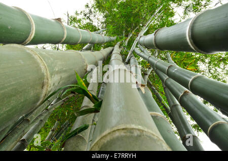 Gli stocchi di verde boschetto di bambù in vista ant Foto Stock