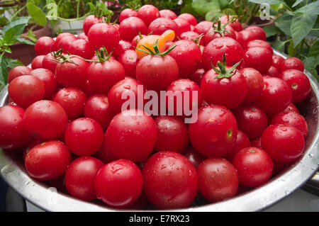 Organici freschi pomodori ciliegia al mercato / Organic pomodori ciliegia appena raccolto dal giardino Foto Stock