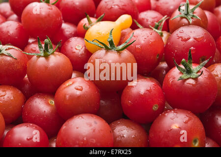 Organici freschi pomodori ciliegia al mercato / Organic pomodori ciliegia appena raccolto dal giardino Foto Stock