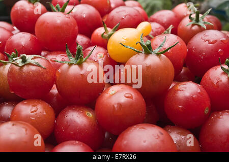 Organici freschi pomodori ciliegia al mercato / Organic pomodori ciliegia appena raccolto dal giardino Foto Stock