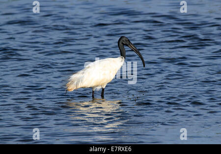 A testa nera (Ibis Threskiornis Melanocephalus - aka Oriental White Ibis) in piedi in acqua, Bundala National Park, Sri Lank Foto Stock