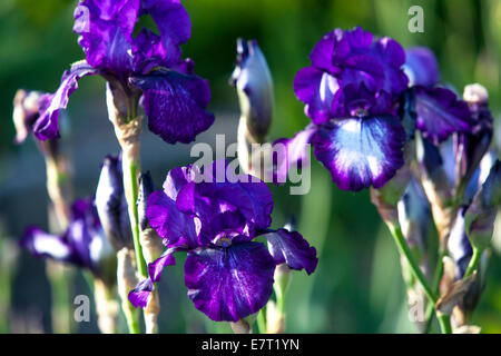Tall barbuto, Iris iris blu fiore Foto Stock
