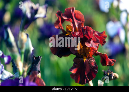 Fiori colorati in giardino Foto Stock