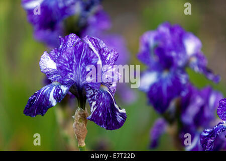 Boarder Bearded Iris Batik fiore blu Foto Stock