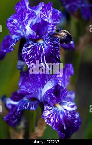 The Border Bearded Iris Batik, iris fiore blu bianco iris motley Foto Stock