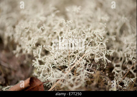 Cladonia rangiferina chiamato licheni delle renne Foto Stock