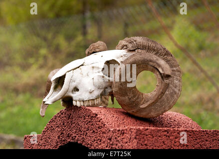 Ram morto palchi su cranio giacente Foto Stock