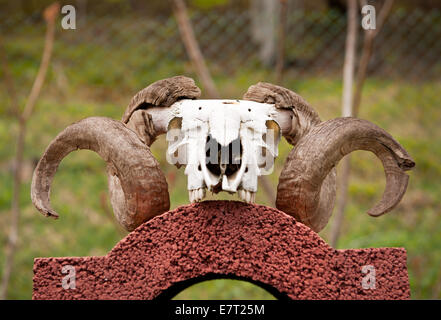 Grandi Corna di ram sul cranio giacente Foto Stock