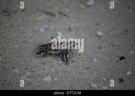 Baby turtle schiuse su una spiaggia di Pulau Perhentian Besar, Perhentian Islands Foto Stock
