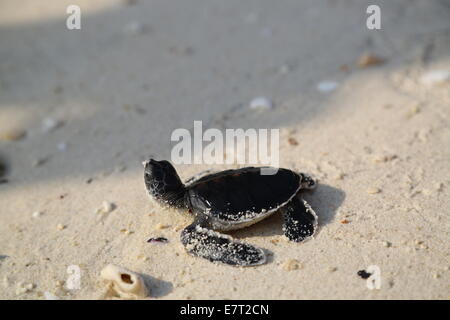 Baby turtle schiuse su una spiaggia di Pulau Perhentian Besar, Perhentian Islands Foto Stock