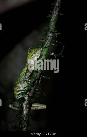 Borneo Anglehead Lizard, Mulu National Park Foto Stock