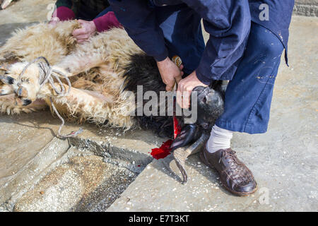 Una ram sacrificale è ritualmente ucciso da una famiglia turca, durante la festa islamica del Sacrificio, in Gaziantep, Turchia. Foto Stock