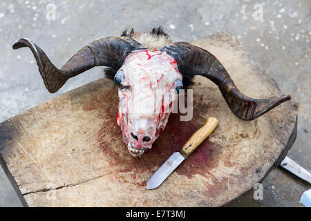 Il cranio di una ram sacrificale che è stata ritualmente uccisi durante la festa islamica del Sacrificio, in Gaziantep, Turchia. Foto Stock