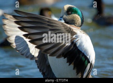 American fischione drake duck, Fiume Choptank, Chesapeake Bay, Cambridge, Maryland, Stati Uniti d'America Foto Stock