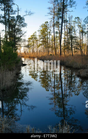 Alberi riflettendo sull acqua, Blackwater National Wildlife Refuge, Cambridge, la contea di Dorchester, Maryland, USA. Foto Stock