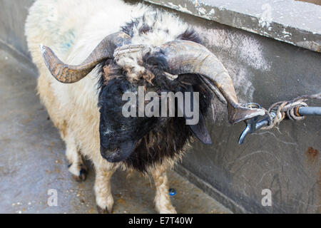 Una ram sacrificale, legata ad un rubinetto di acqua, in procinto di essere ucciso durante la festa islamica del Sacrificio, in Gaziantep, Turchia. Foto Stock