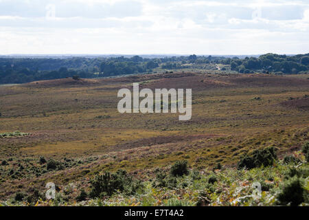 Latchmore fondo da Hampton crinale tra Fritham e Frogham vicino a Fordingbridge New Forest Hampshire Inghilterra Foto Stock